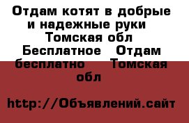 Отдам котят в добрые и надежные руки - Томская обл. Бесплатное » Отдам бесплатно   . Томская обл.